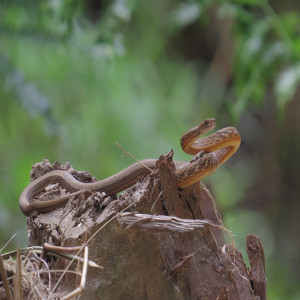 Burrowing vipers