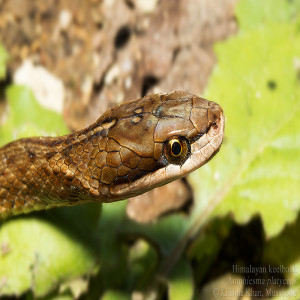 Common Garter Snak