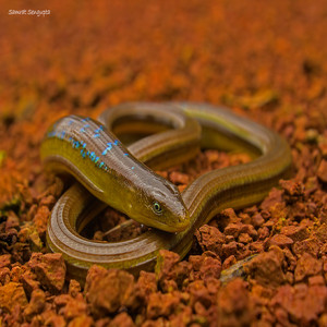 Glass lizards