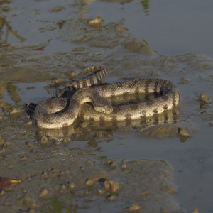 Mudsnakes