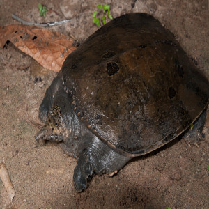 Softshell turtles