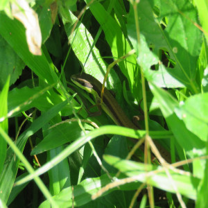 Wall lizards