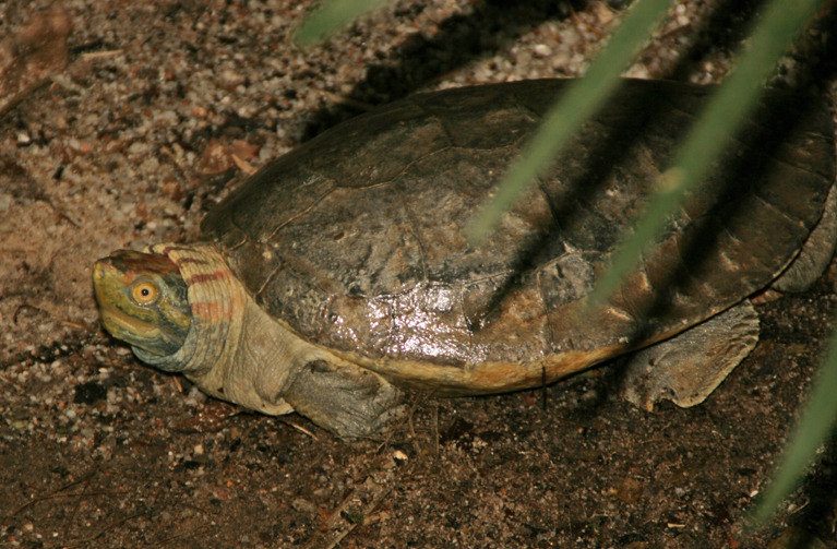 Batagur kachuga