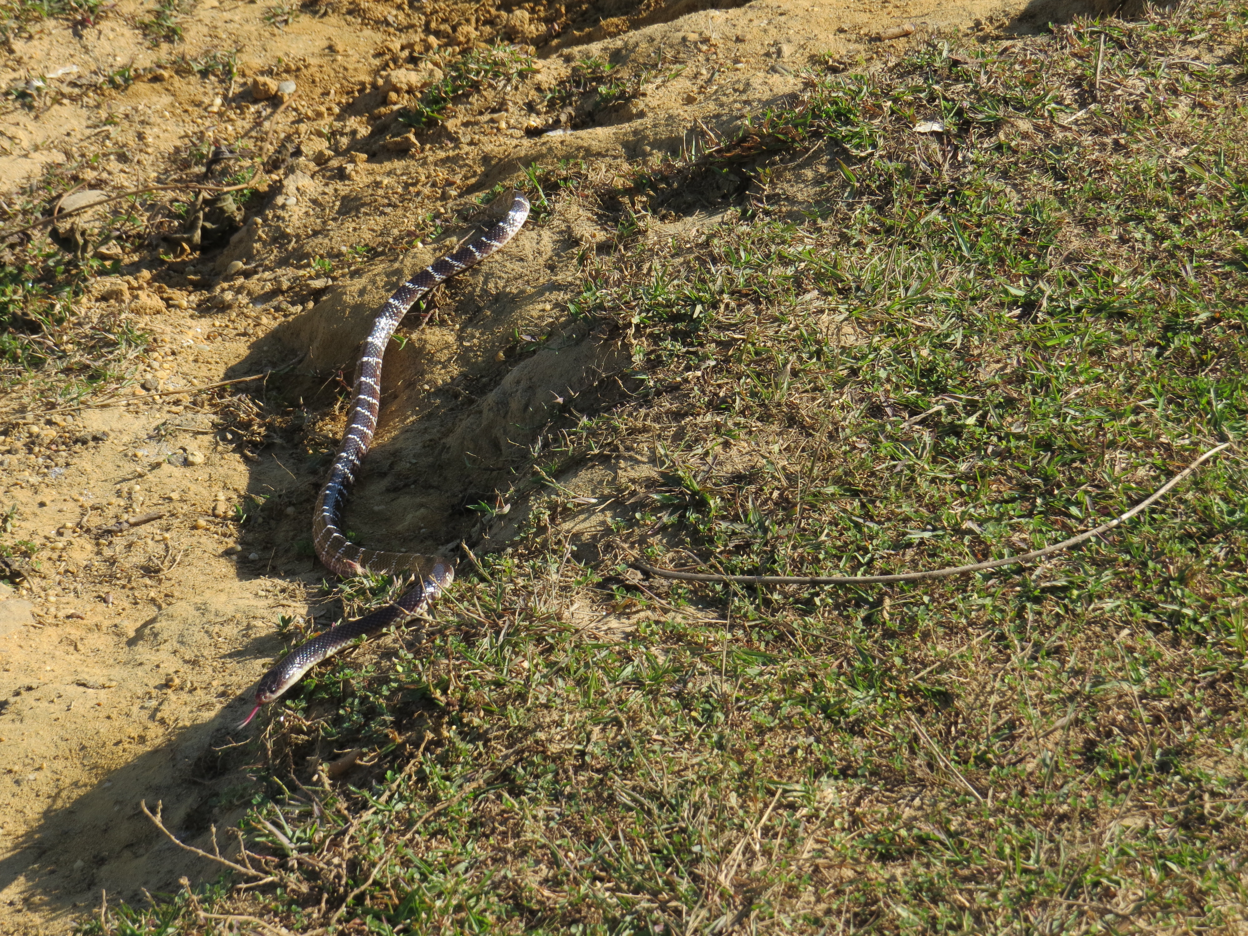 Bungarus caeruleus