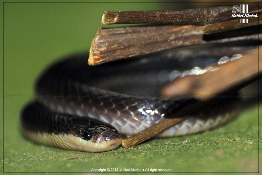 Bungarus niger