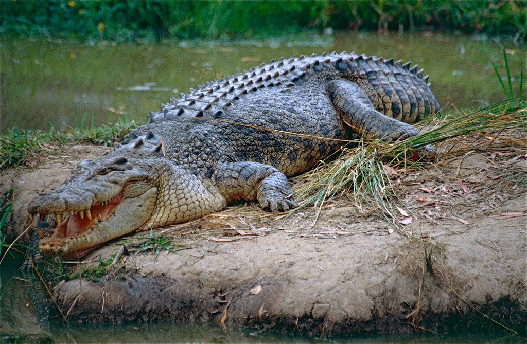 Crocodylus porosus