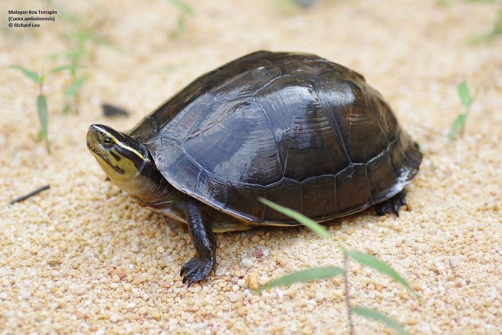 Cuora amboinensis