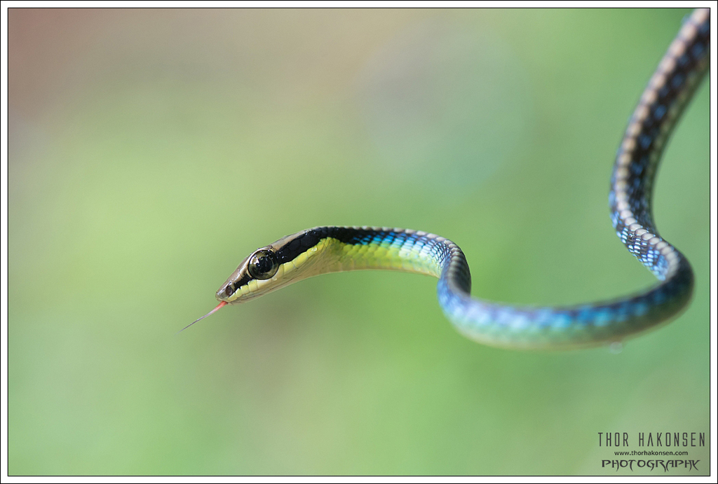 Dendrelaphis cyanochloris