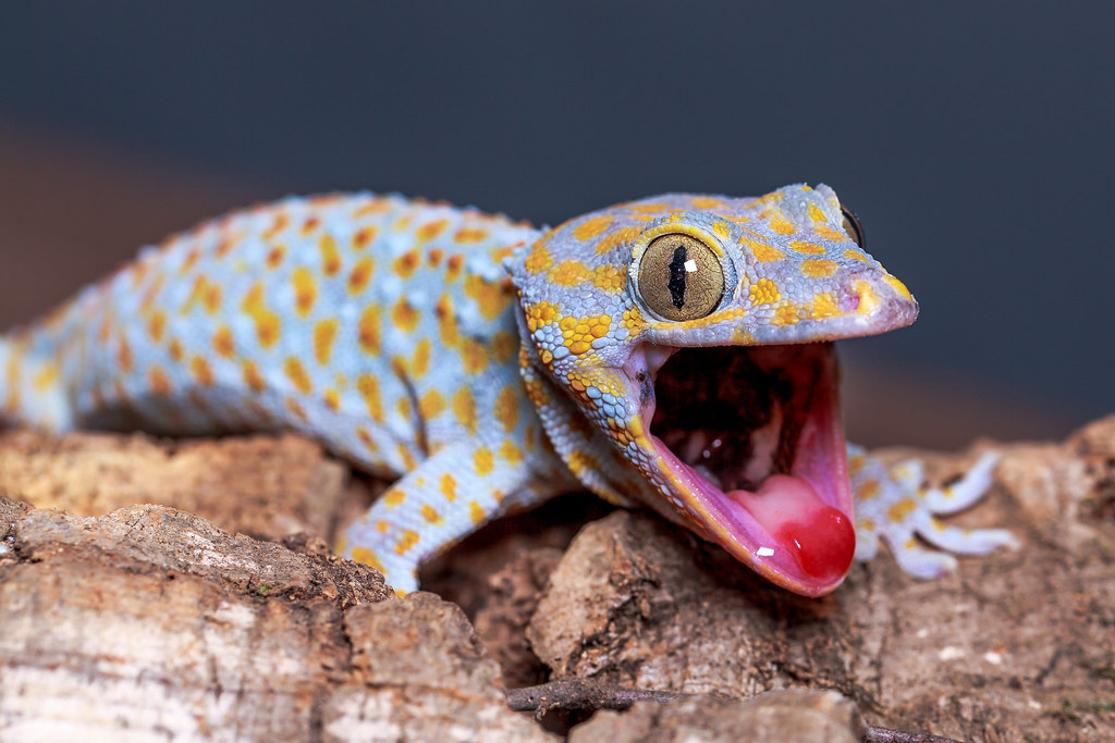 Gekko gecko