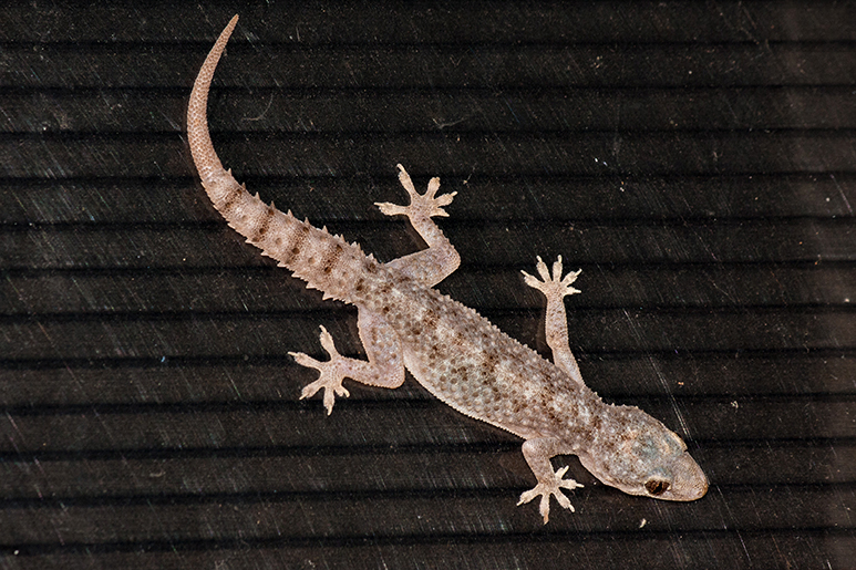 Hemidactylus brookii