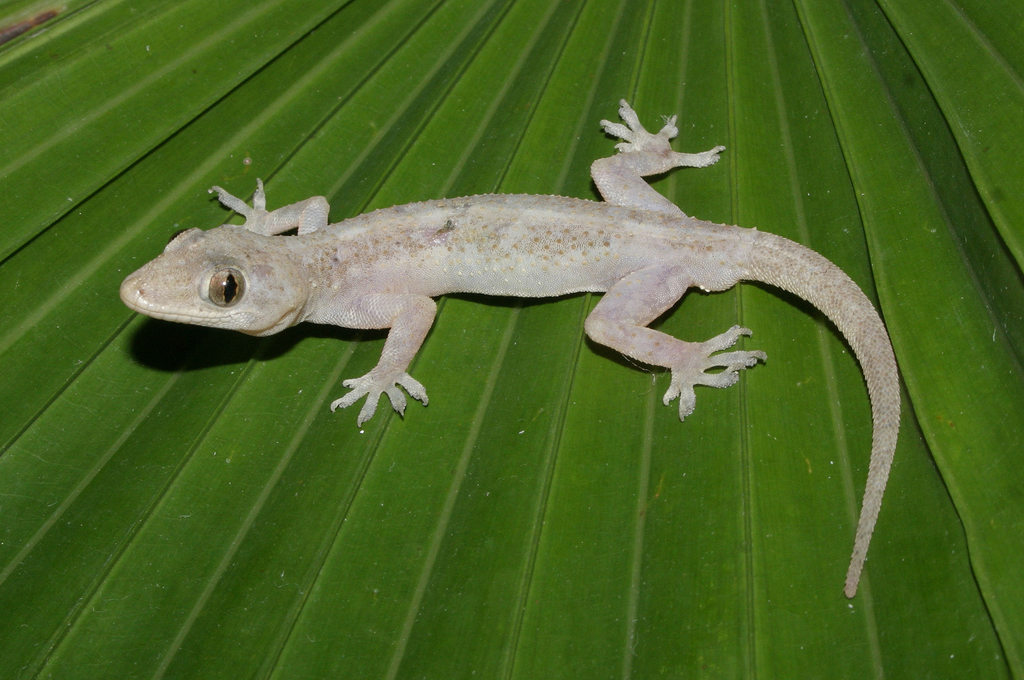 Hemidactylus flaviviridis