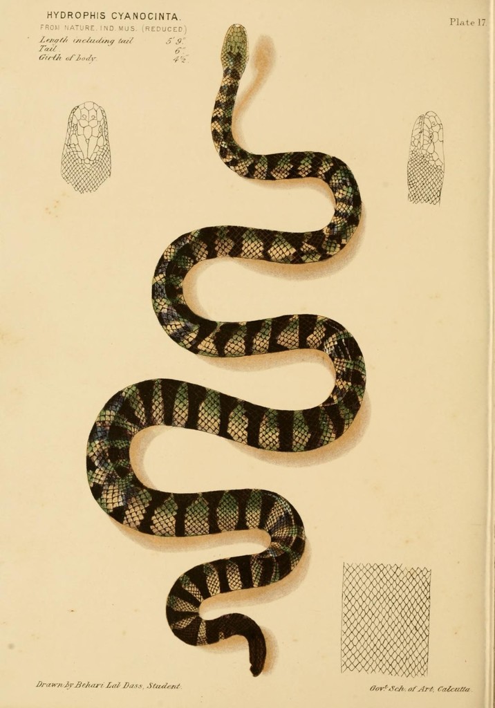 Hydrophis cyanocinctus