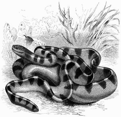 Hydrophis obscurus