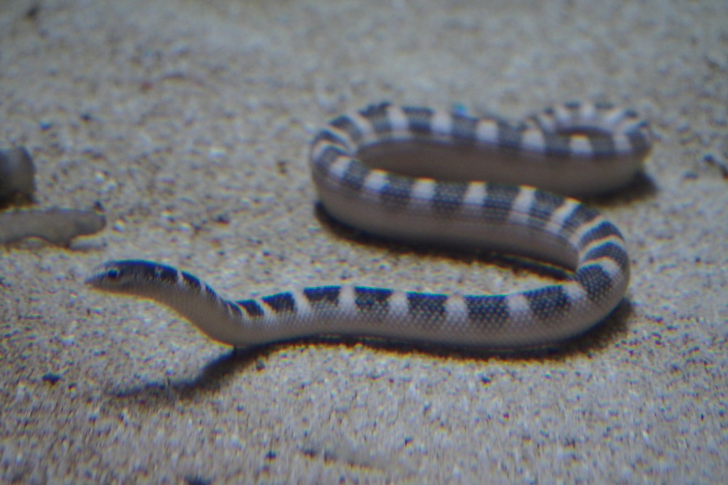 Hydrophis ornatus