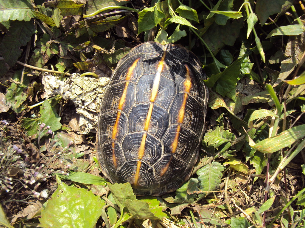 Melanochelys tricarinata