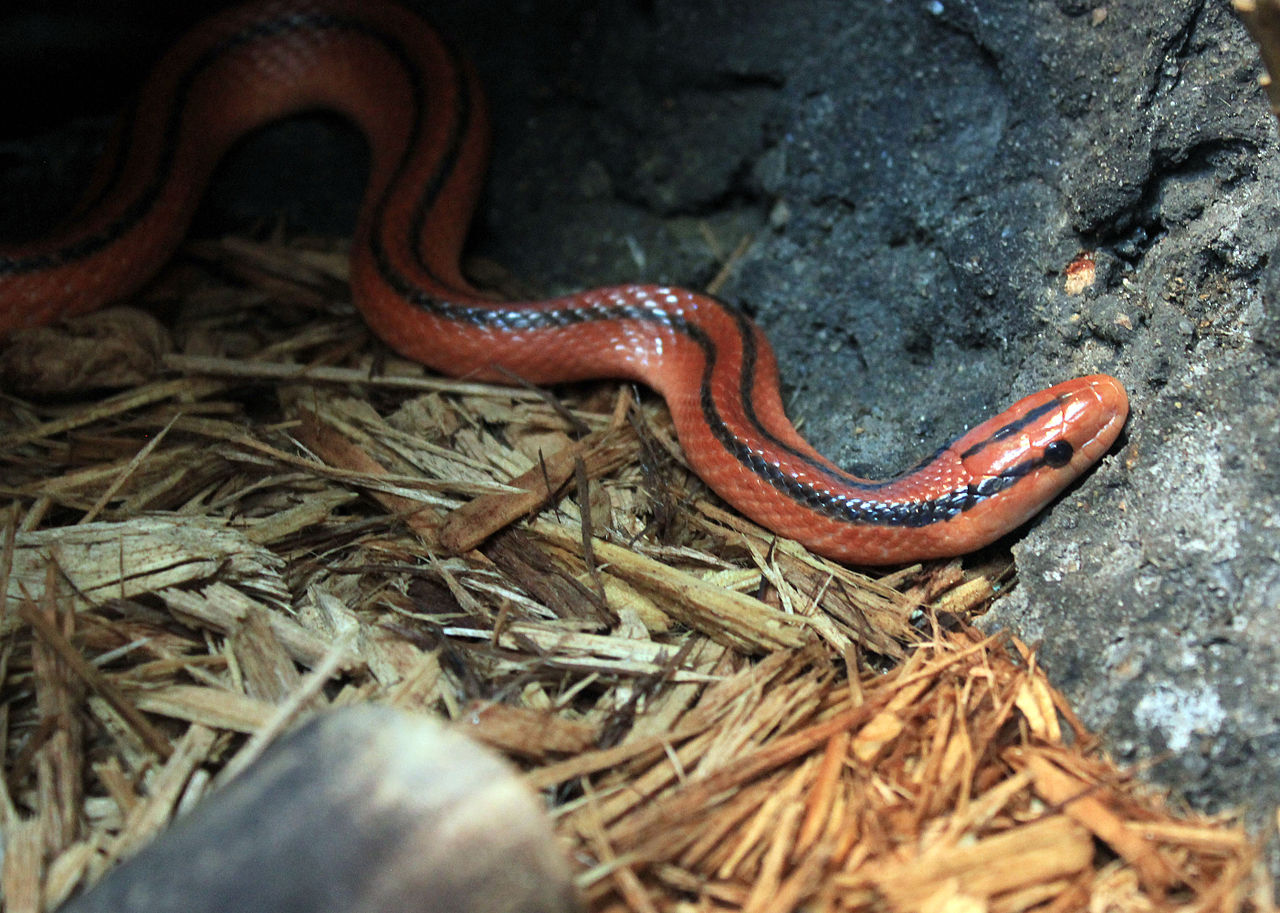 Oreocryptophis porphyraceus