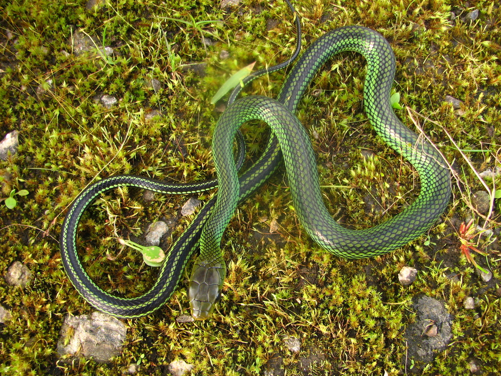 Ptyas nigromarginata