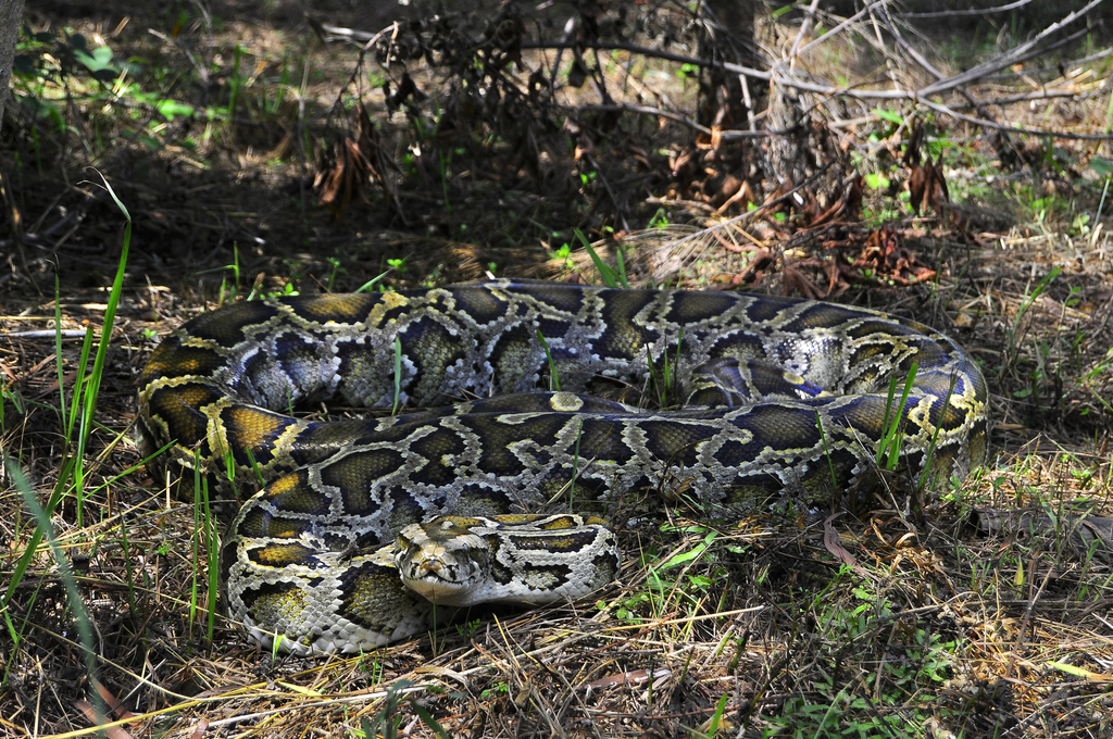 Python bivittatus