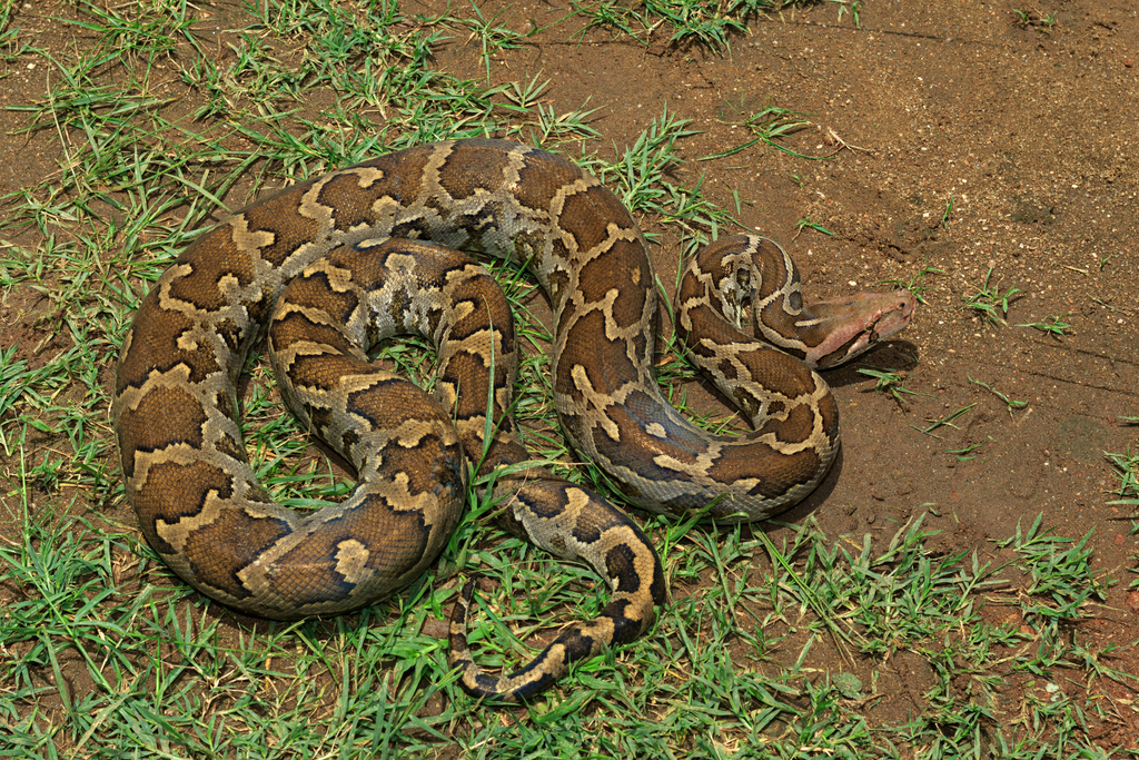 Python molurus