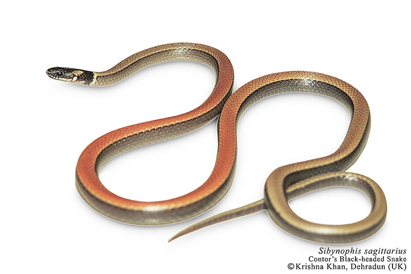 Sibynophis sagittarius