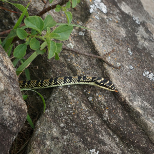 Coelognathus helena