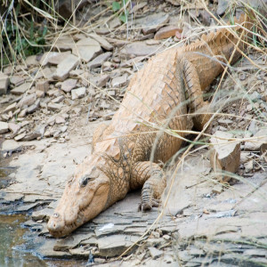 Crocodylus palustris