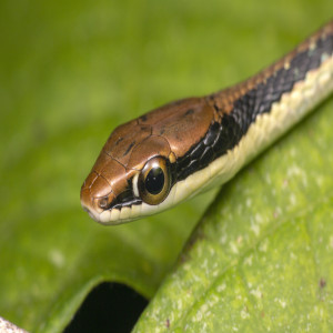 Dendrelaphis pictus