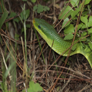 Gonyosoma prasina