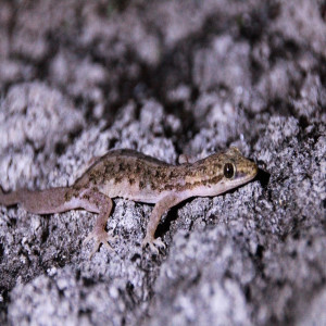 Hemidactylus bowringii