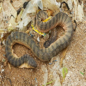 Hydrophis curtus