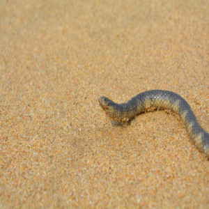 Hydrophis gracilis