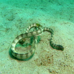 Hydrophis stricticollis