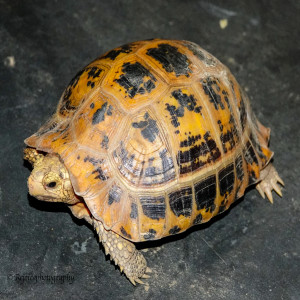 Indotestudo elongata