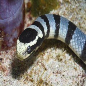 Laticauda colubrina