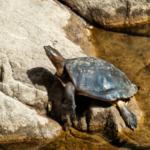 Lissemys punctata