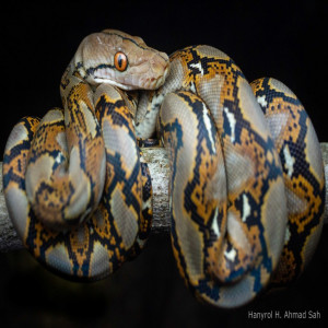 Malayopython reticulatus