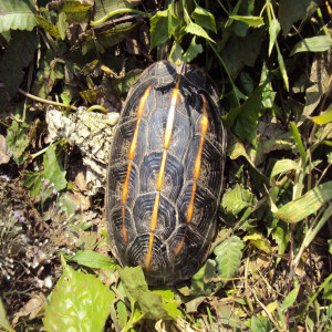 Melanochelys tricarinata