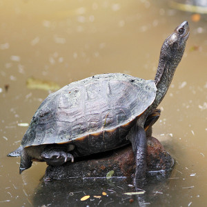 Melanochelys trijuga