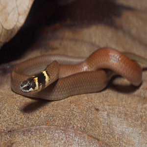 Sibynophis subpunctatus