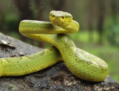 Trimeresurus gramineus