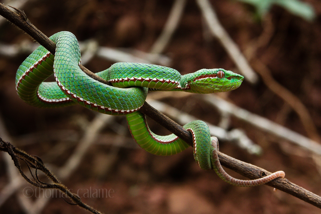 Trimeresurus popeiorum