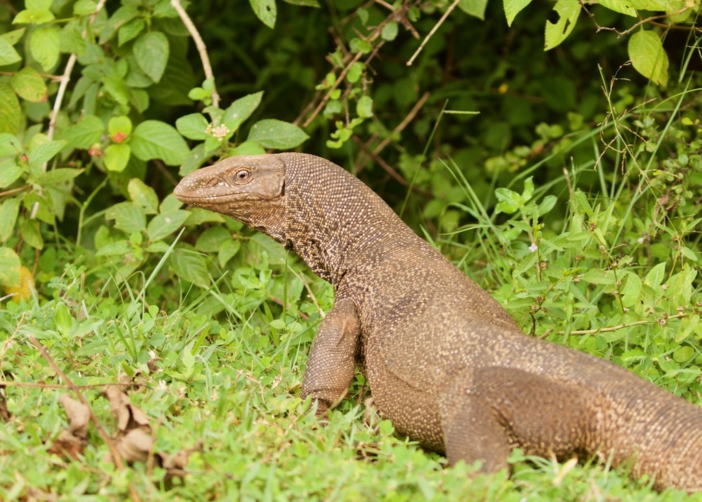 Varanus bengalensis