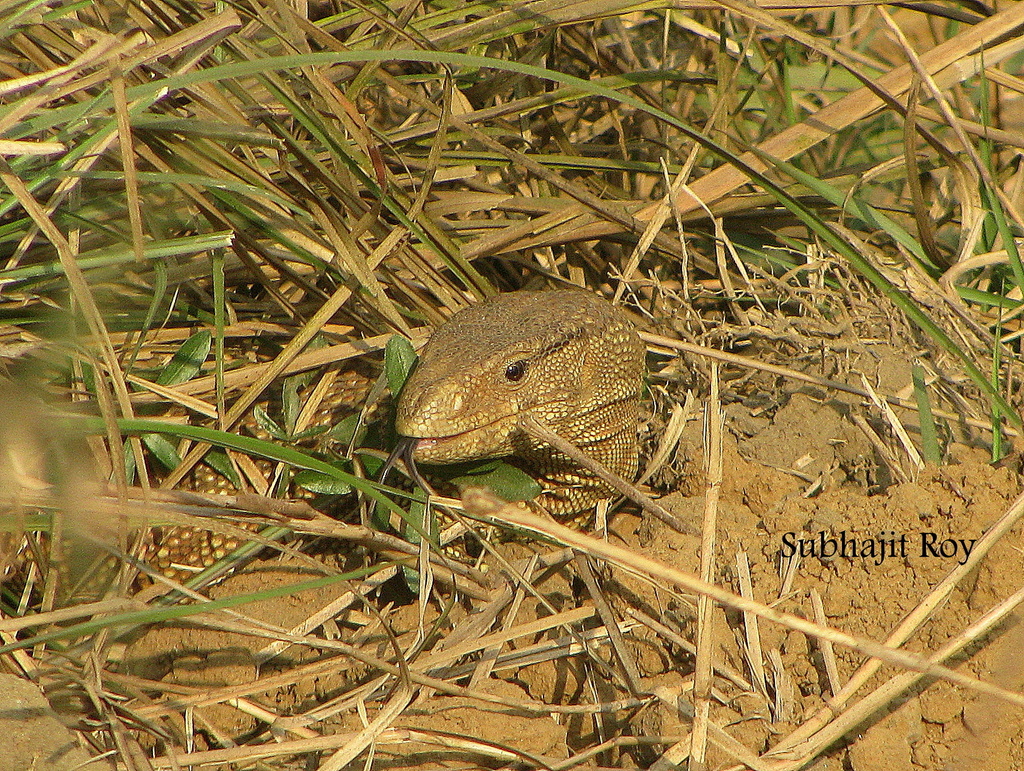 Varanus flavescens