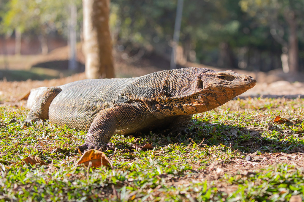 Varanus salvator